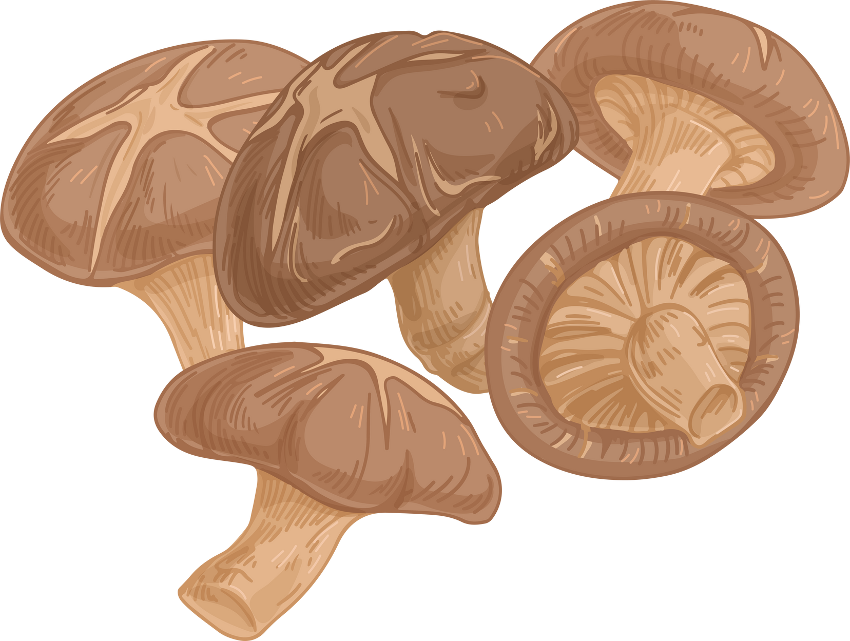 Shitake Mushroom Illustration
